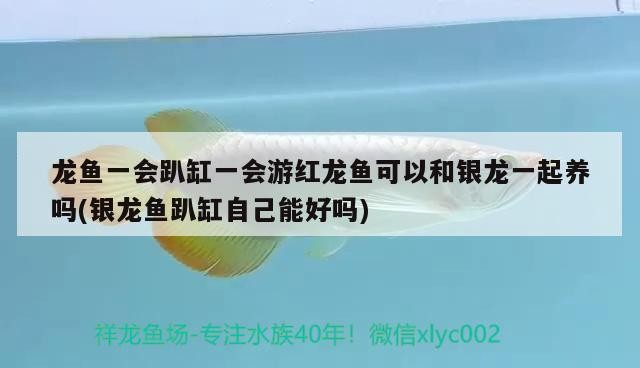 龍魚一會趴缸一會游紅龍魚可以和銀龍一起養嗎(銀龍魚趴缸自己能好嗎)