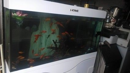 出售低價(jià)魚缸違法嗎：出售低價(jià)魚缸是否違法？ 出售低價(jià)魚缸違法嗎：出售低價(jià)魚缸是否違法？ 魚缸百科 第2張