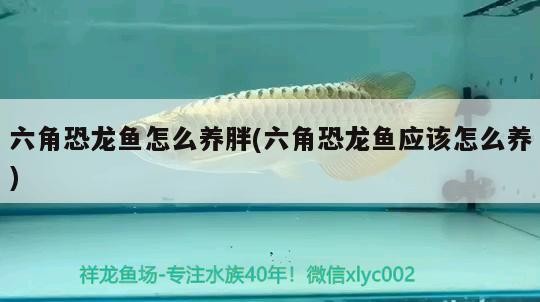 金虎如何養殖金魚如何養殖(黃金虎魚養殖)