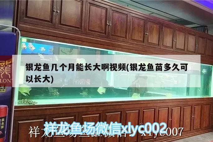銀龍魚幾個(gè)月能長大啊視頻(銀龍魚苗多久可以長大)