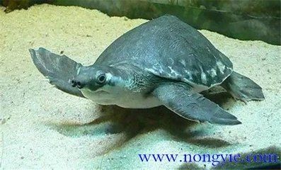 豬鼻龜什么時(shí)間被列為國(guó)家保護(hù)動(dòng)物的：關(guān)于豬鼻龜?shù)慕榻B