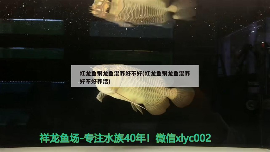 紅龍魚銀龍魚混養好不好(紅龍魚銀龍魚混養好不好養活)