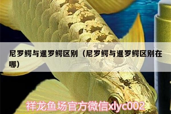 尼羅鱷與暹羅鱷區別（尼羅鱷與暹羅鱷區別在哪）