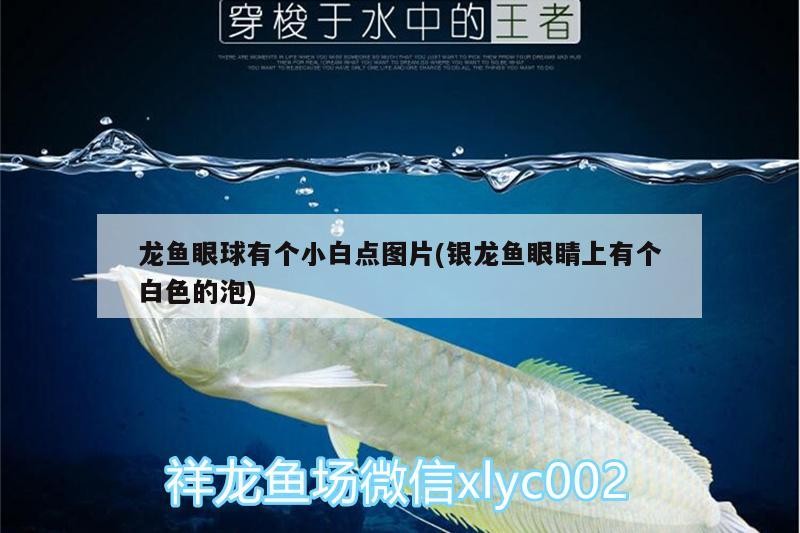 龍魚眼球有個小白點圖片(銀龍魚眼睛上有個白色的泡)