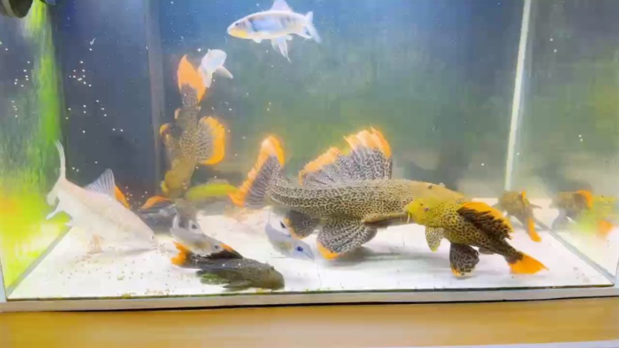 發(fā)洪水河里抓的清道夫