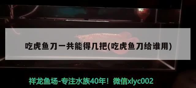 吃虎魚刀一共能得幾把(吃虎魚刀給誰用)