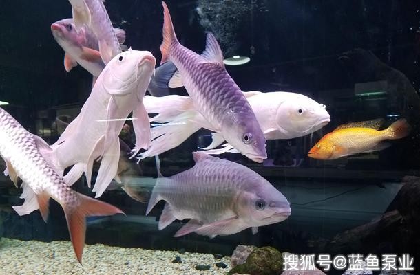 60厘米紅龍魚價格多少錢（60厘米紅龍魚價格多少錢一條）