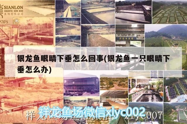 銀龍魚眼睛下垂怎么回事(銀龍魚一只眼睛下垂怎么辦)