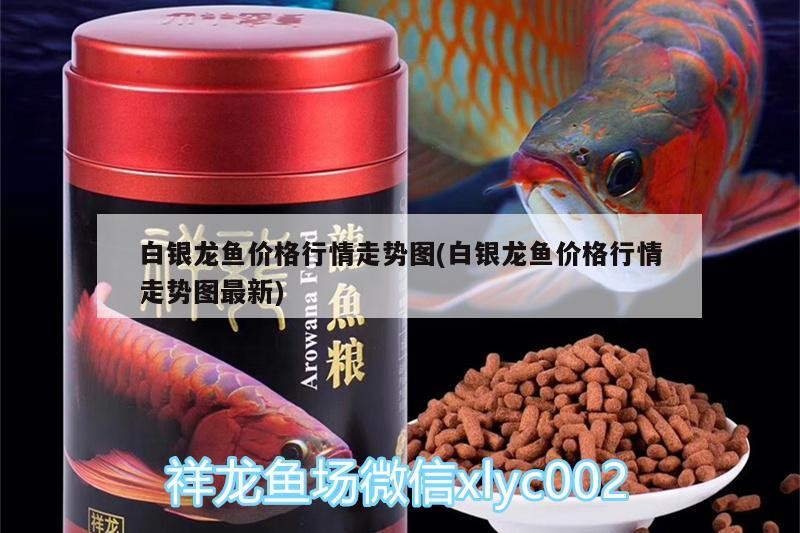 白銀龍魚價格行情走勢圖(白銀龍魚價格行情走勢圖最新)