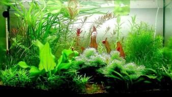 大興魚缸賣魚缸的地方在哪：北京大興區售賣魚缸的相關信息 大興魚缸賣魚缸的地方在哪：北京大興區售賣魚缸的相關信息 魚缸百科 第1張