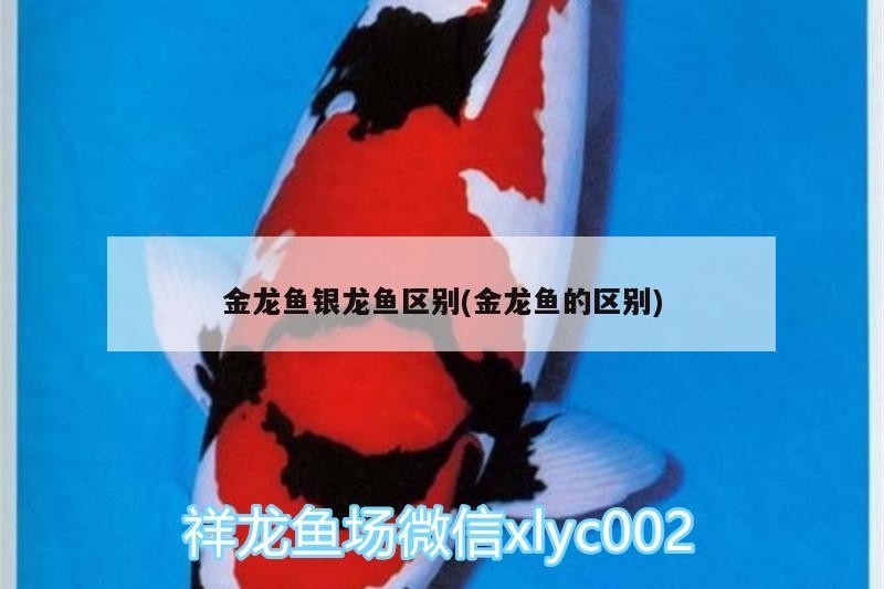 金龍魚銀龍魚區別(金龍魚的區別)