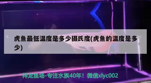 虎魚最低溫度是多少攝氏度(虎魚的溫度是多少)