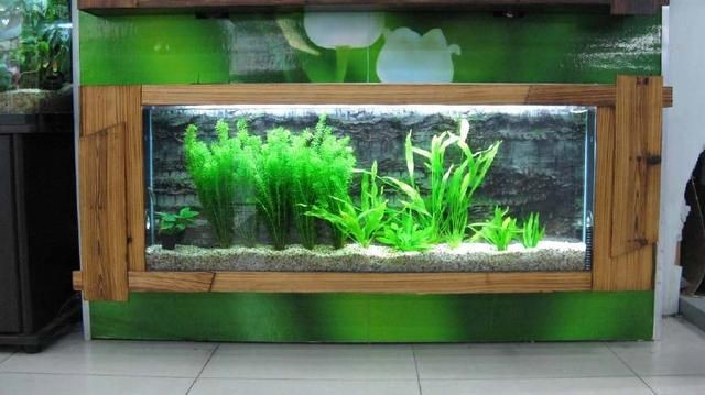 玻璃魚缸青苔怎么處理：如何處理魚缸中的青苔