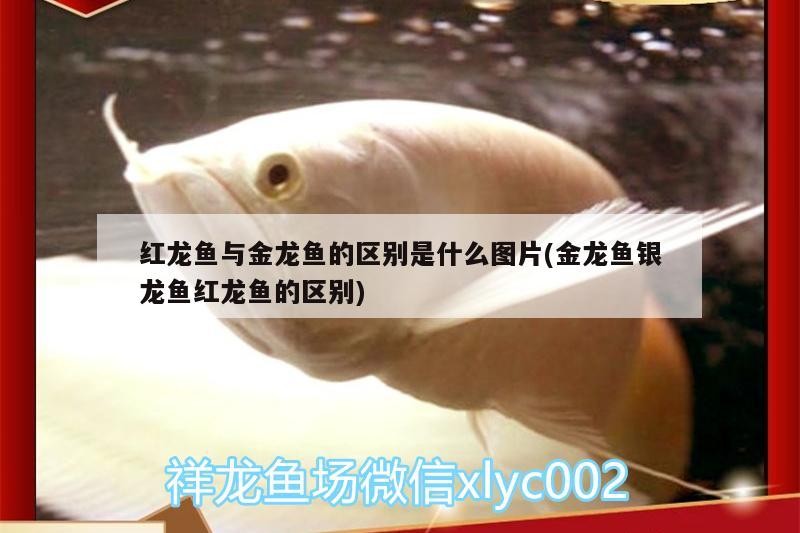 紅龍魚與金龍魚的區別是什么圖片(金龍魚銀龍魚紅龍魚的區別)