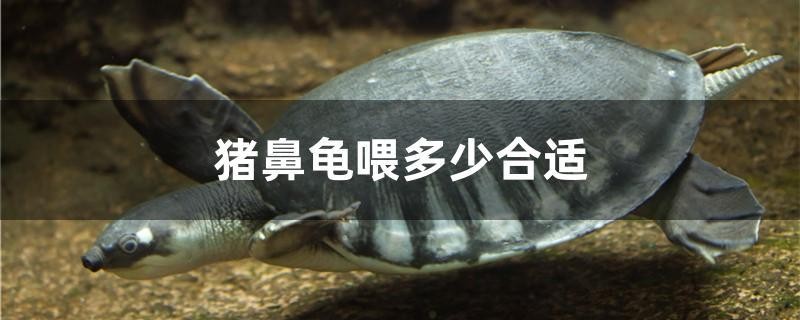 豬鼻龜喂多少合適