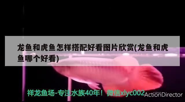 龍魚和虎魚怎樣搭配好看圖片欣賞(龍魚和虎魚哪個好看)
