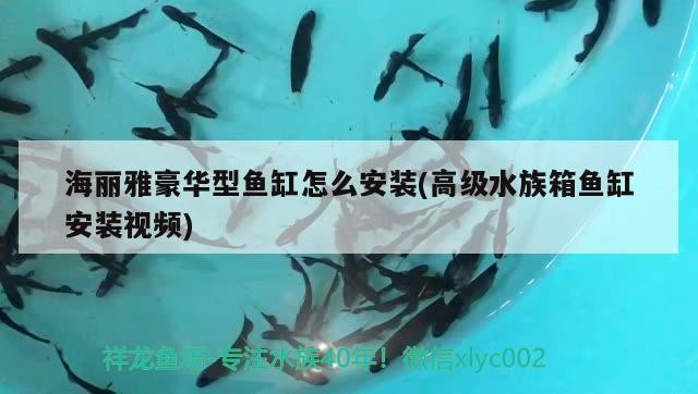 龍魚和虎魚打架怎么辦：龍魚虎魚打架配條什么魚會好