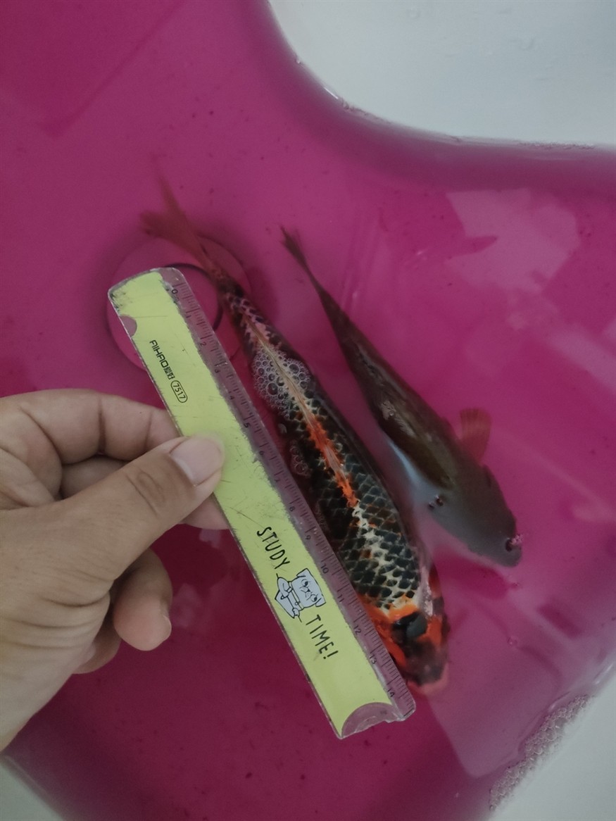 網(wǎng)上的錦鯉不能買啊