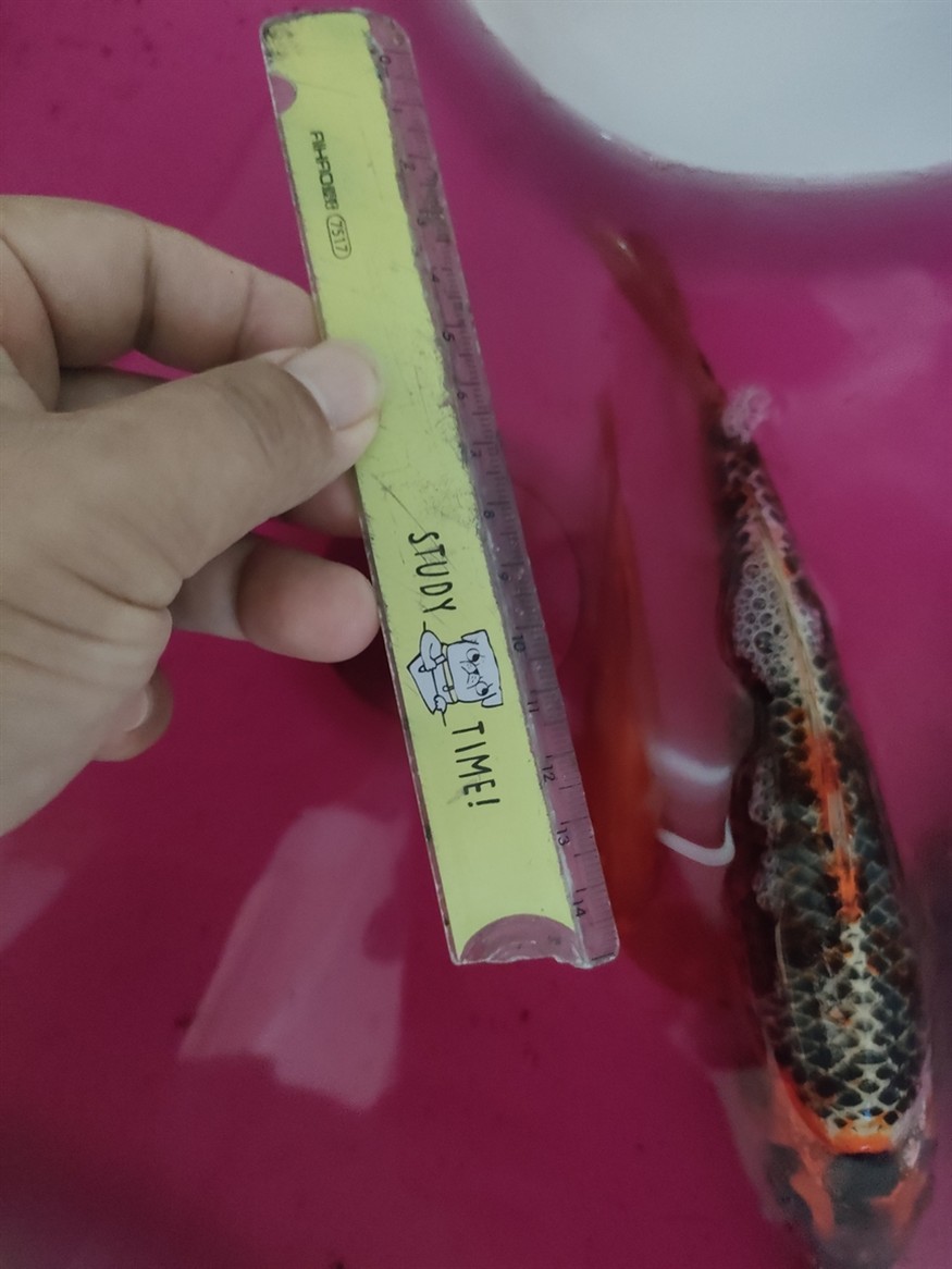 網(wǎng)上的錦鯉不能買啊