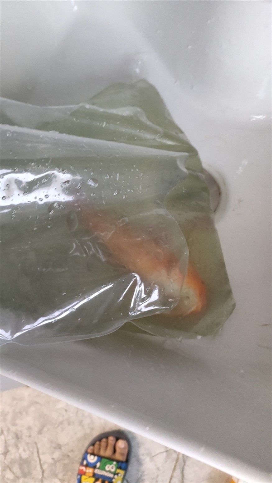 網(wǎng)上的錦鯉不能買啊