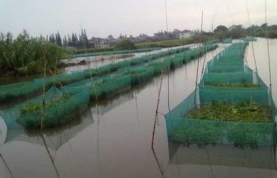 10厘米小龍魚苗怎么養
