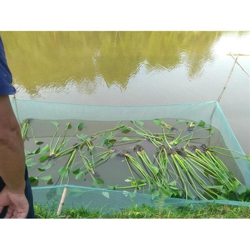 10厘米小龍魚苗怎么養