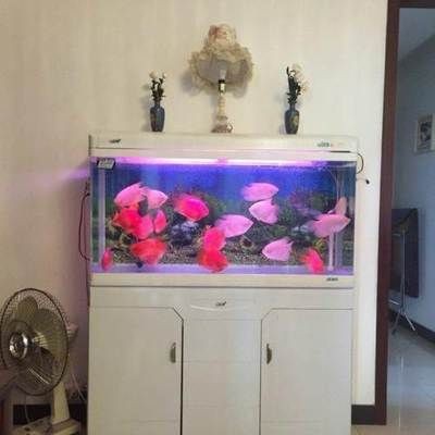大型魚缸去哪里買比較便宜好用：大型魚缸的選擇與維護