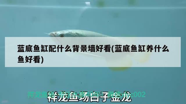 藍底魚缸配什么背景墻好看(藍底魚缸養什么魚好看)