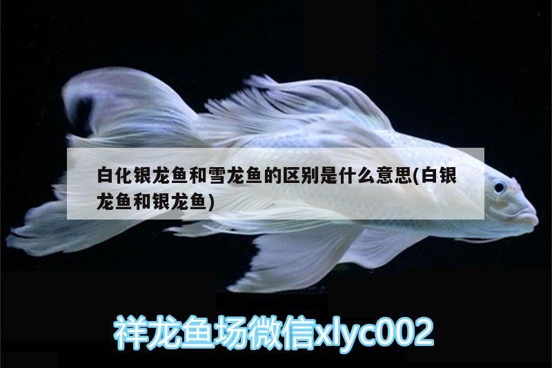 白化銀龍魚和雪龍魚的區(qū)別是什么意思(白銀龍魚和銀龍魚)