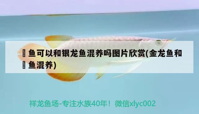 魟魚可以和銀龍魚混養嗎圖片欣賞(金龍魚和魟魚混養)