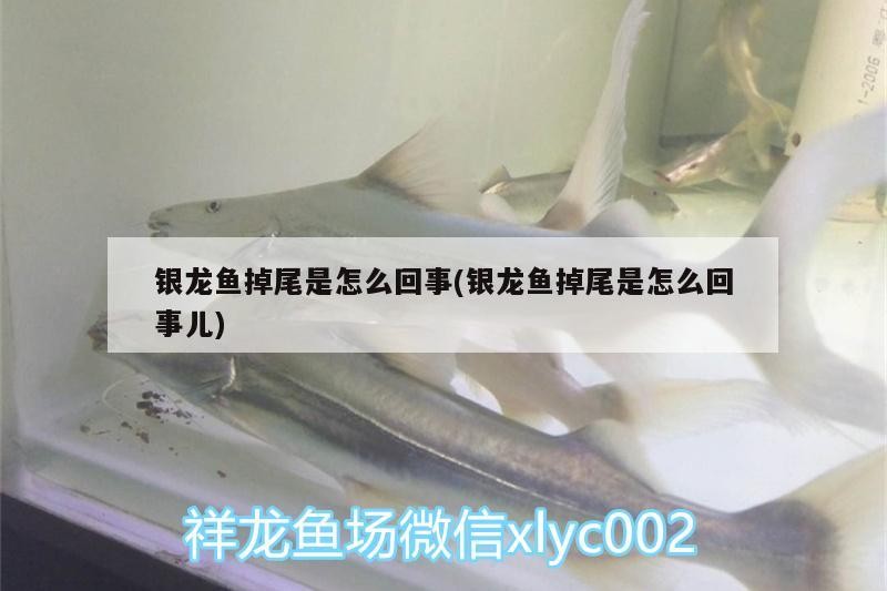 銀龍魚掉尾是怎么回事(銀龍魚掉尾是怎么回事兒)