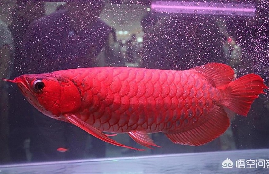 紅龍魚(yú)溫度:家養(yǎng)的紅龍魚(yú)夏天溫度調(diào)到多少度
