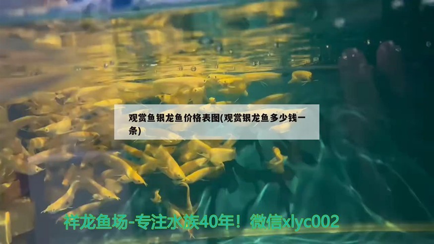 觀賞魚銀龍魚價格表圖(觀賞銀龍魚多少錢一條)