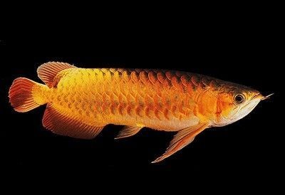 金龍魚和紅龍魚是一個品種嗎 金龍魚和紅龍魚是一個品種嗎 龍魚百科 第1張