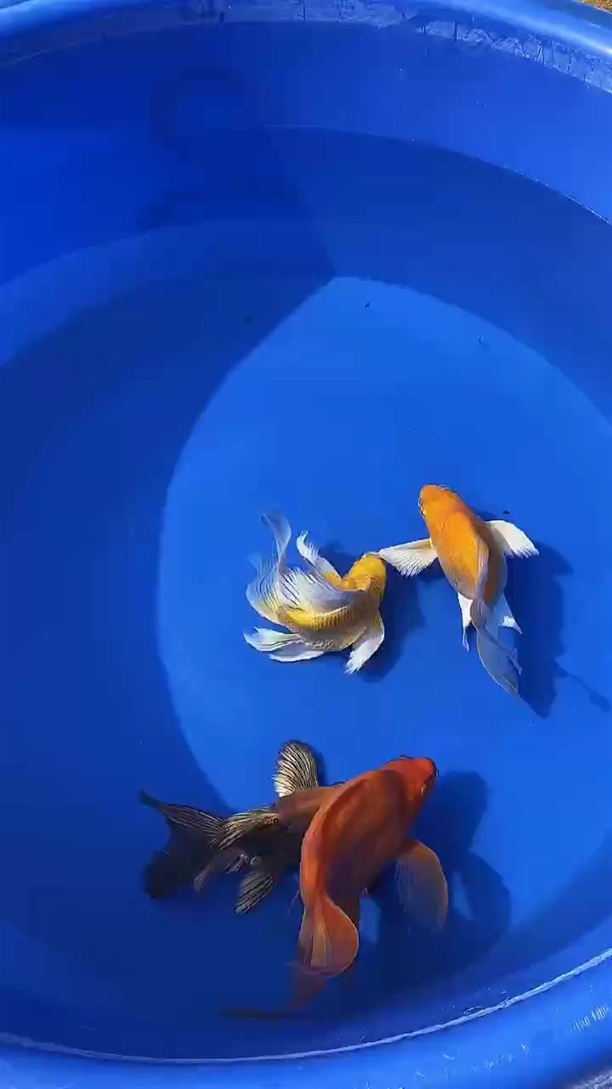 品質(zhì)不錯(cuò)的魚
