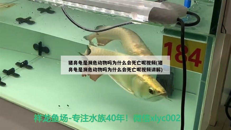 豬鼻龜是瀕危動物嗎為什么會死亡呢視頻(豬鼻龜是瀕危動物嗎為什么會死亡呢視頻講解)