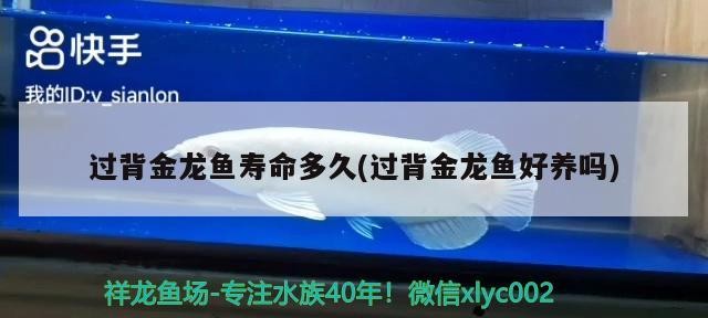 金龍魚壽命能活多少年