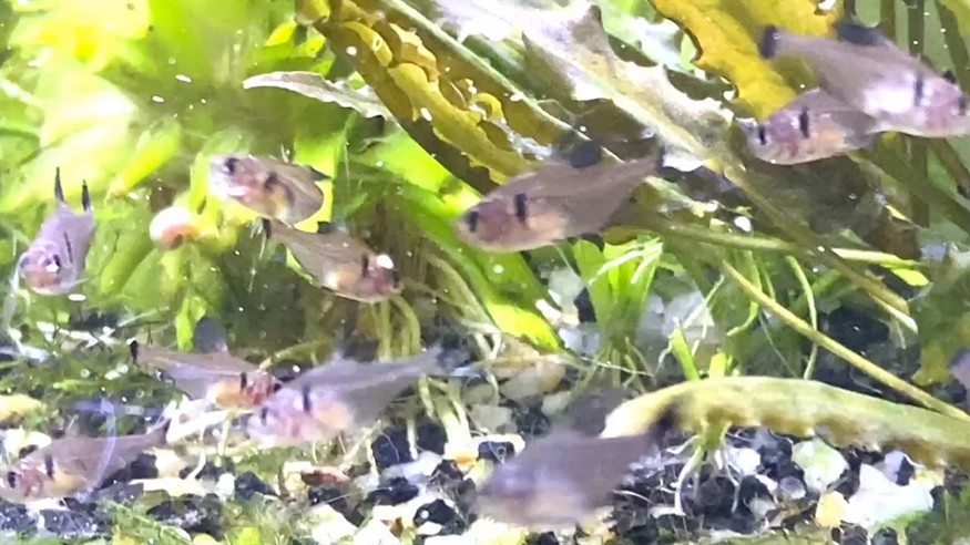 我的虎魚真菌感染了要怎么處理 苗子大了 龍魚論壇 苗子大了 苗子大了 龍魚論壇