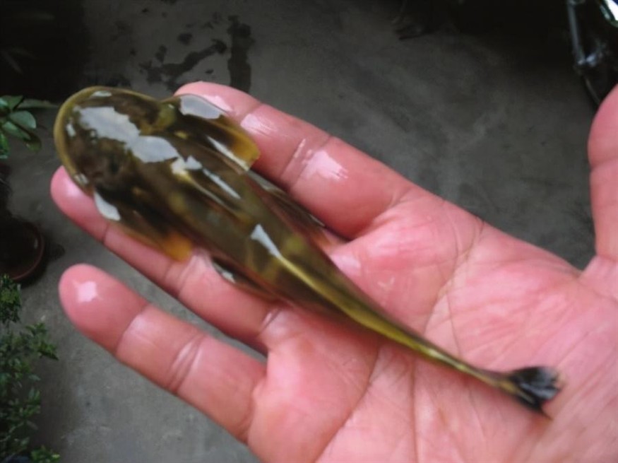 老虎魚價(jià)格:老虎魚和黑魚的區(qū)別