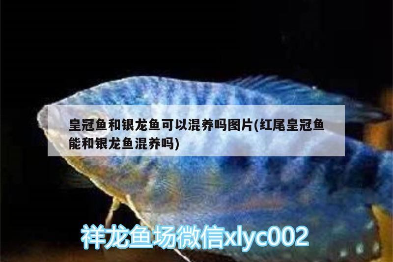 皇冠魚和銀龍魚可以混養(yǎng)嗎圖片(紅尾皇冠魚能和銀龍魚混養(yǎng)嗎)