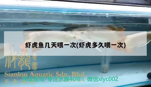 蝦虎魚幾天喂一次(蝦虎多久喂一次)