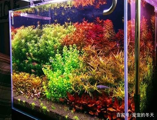 一年的紅龍魚發色黃色（一年的紅龍魚發色黃色怎么回事）