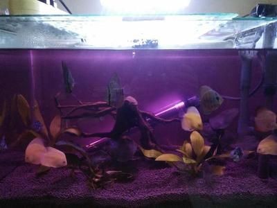 玻璃膠做的魚缸要泡多久水才沒毒：魚缸玻璃膠的使用方法