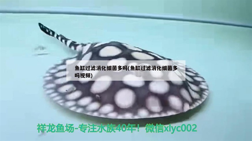魚缸過濾消化細菌多嗎(魚缸過濾消化細菌多嗎視頻)