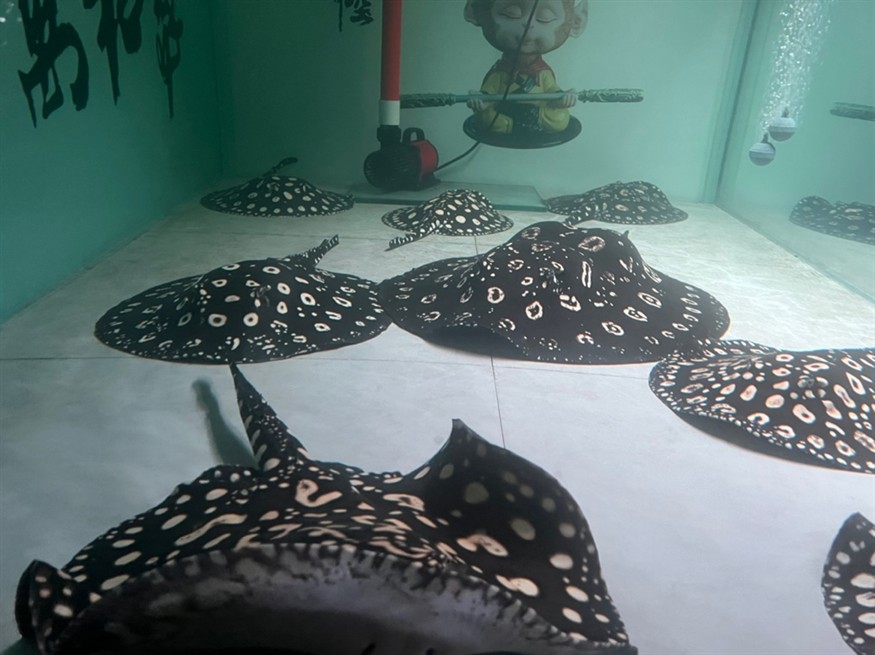黑白皇冠種魚