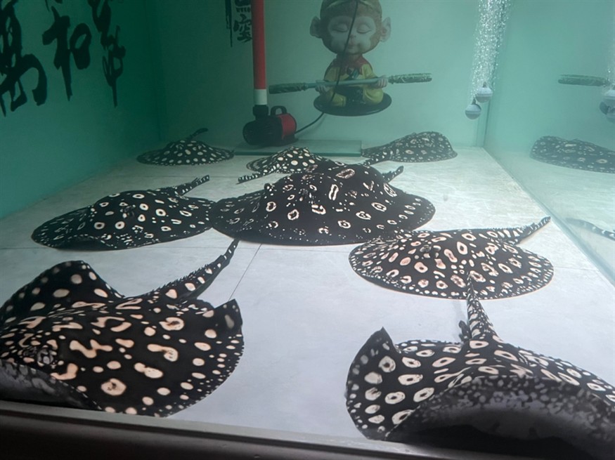 黑白皇冠種魚