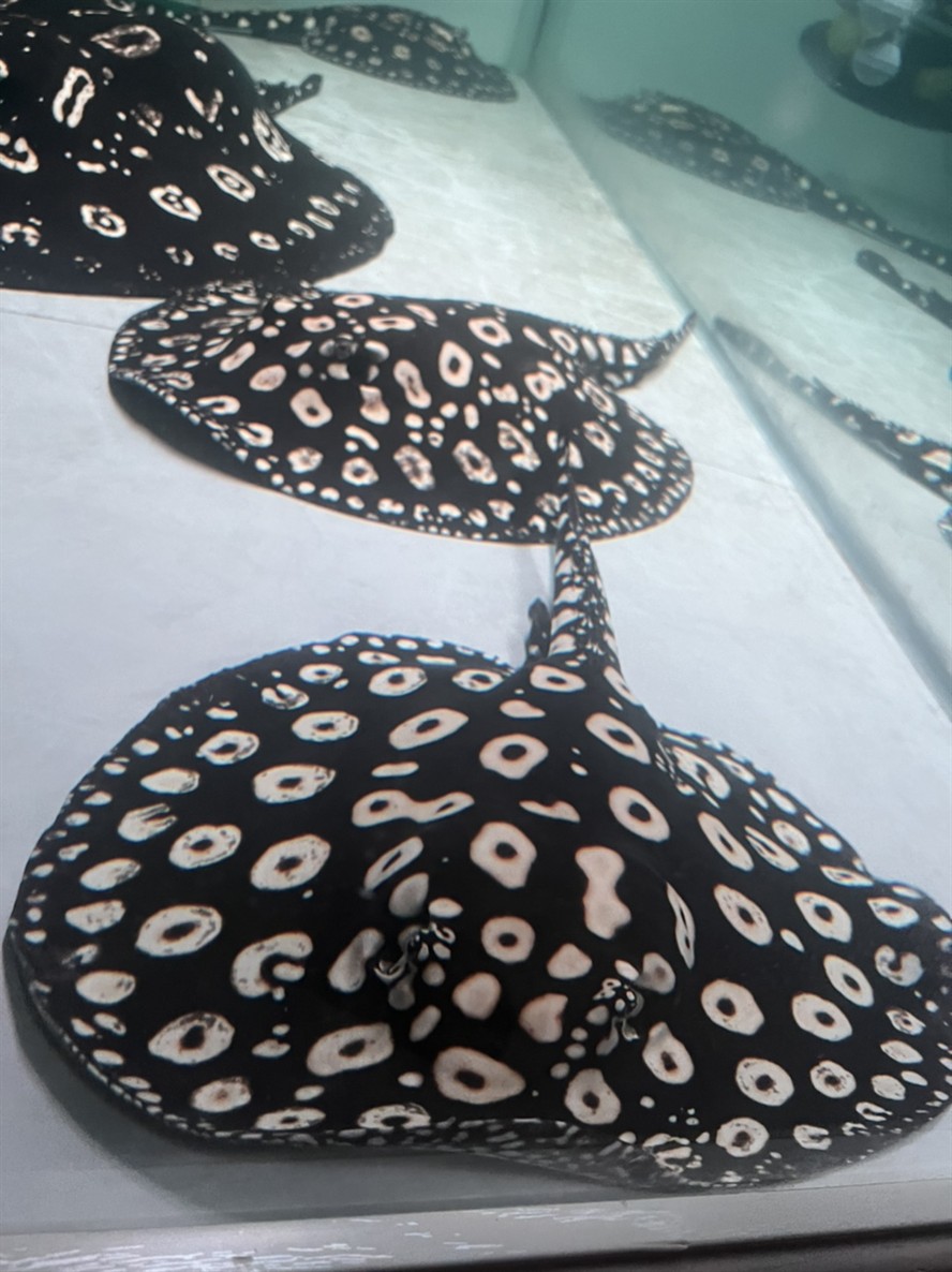 黑白皇冠種魚