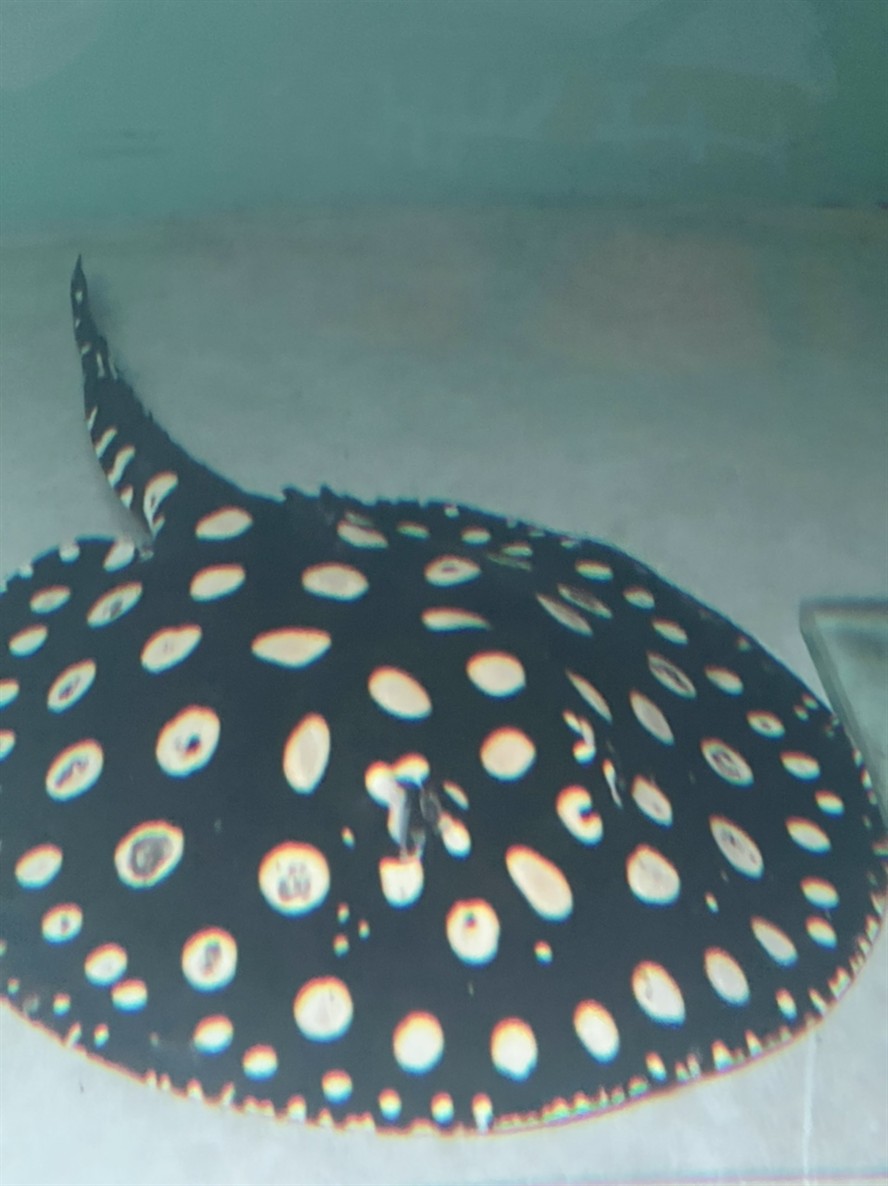 黑白皇冠種魚 黑白皇冠種魚 龍魚論壇 第5張