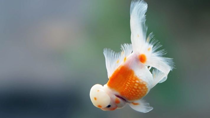 本溪市明山區(qū)海洋水族館（本溪市明山區(qū)海洋水族館電話） 本溪市明山區(qū)海洋水族館（本溪市明山區(qū)海洋水族館電話） 全國(guó)水族館企業(yè)名錄 第1張