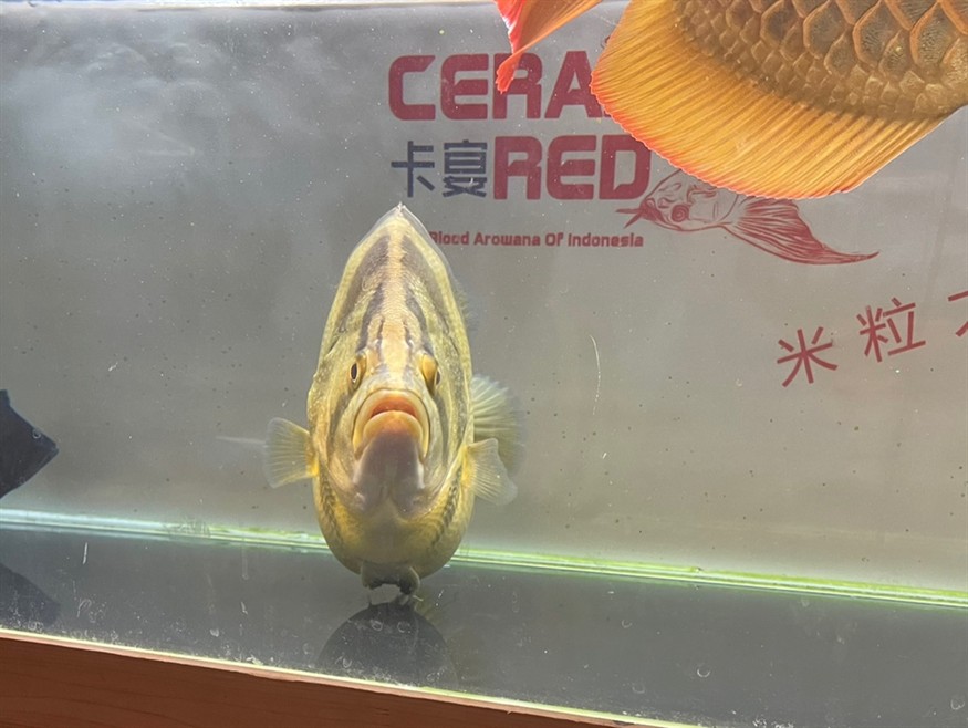 簽